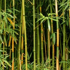 BAMBOO FUEL ESBEE